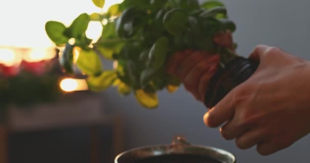 Hands Planting Basil Sunlit Background Inglés Lento Movimiento Manos Mujer — Vídeos de Stock