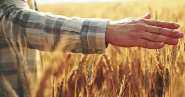 Zbliżenie Man Hand Running Wheat Field Strzał Lalki Slow Motion — Wideo stockowe