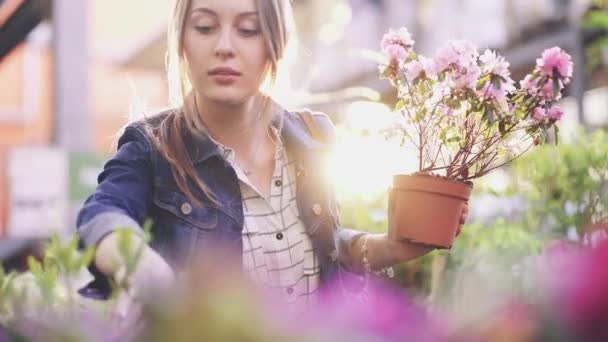 Mulher Comprando Flores Uma Loja Jardim Iluminada Pelo Sol Jovem — Vídeo de Stock