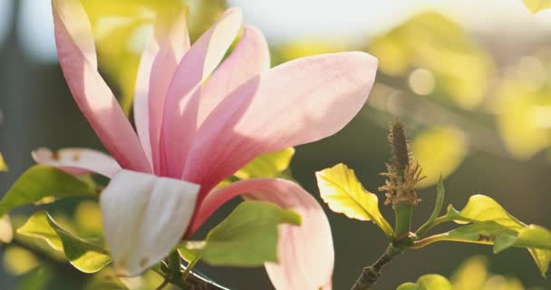 Arbre Magnolia Fleurit Lenteur Motion Lentille Flare Filmé Résolution Dci — Video