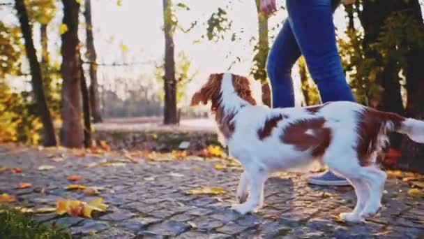 Chiot Marchant Avec Une Femme Dans Parc Motion Lent Stabilisé — Video