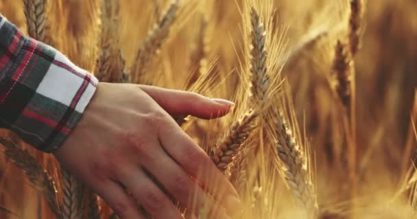 麦畑を駆け抜ける女の手のクローズアップ ドリーショット スローモーション4K Dci 日の出に小麦の耳に触れる少女 太陽のレンズフレア 良い収穫の概念 映画の朝のショット — ストック動画