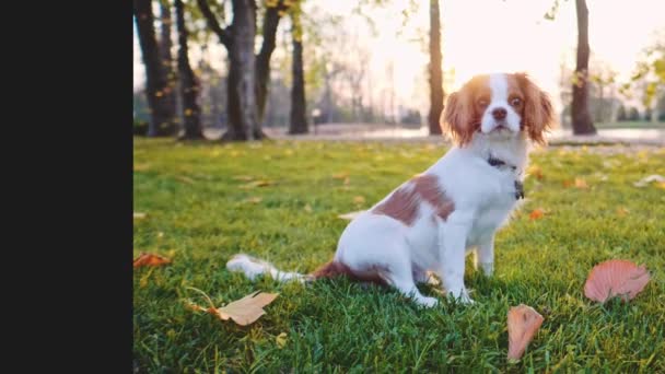 Cachorro Lindo Feliz Sentado Parque Movimiento Lento Estabilizado Dinámico Cavalier — Vídeo de stock