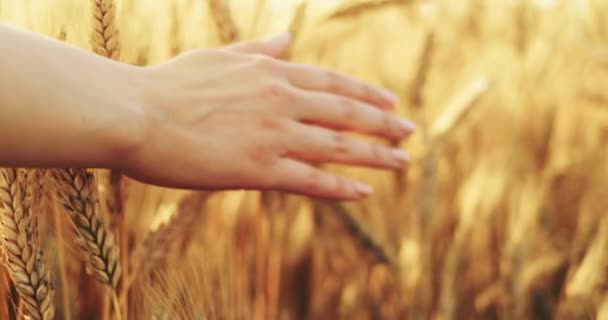 麦畑を駆け抜ける女の手のクローズアップ ドリーショット スローモーション4K Dci 日の出に小麦の耳に触れる少女 太陽のレンズフレア 良い収穫の概念 映画の朝のショット — ストック動画