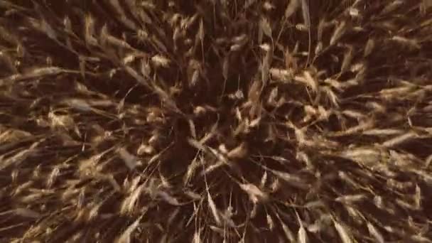 Aerial 日の出の麦畑 トップビュー ドローン撮影 小麦の耳の風で晴れた日の朝に揺れる 収穫と収穫の概念 平和な映画分野の上の飛行を閉じます — ストック動画