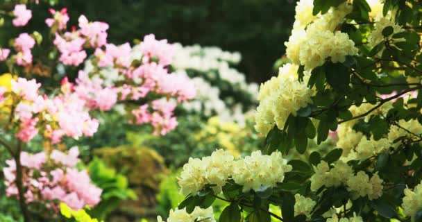 Rhododendron Bush Blossoms Slow Motion Filmed Dci Resolution Cinematic Shot — Stock Video