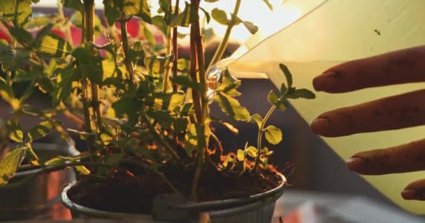 Mãos Plantando Manjericão Fundo Iluminado Pelo Sol Lento Movimento Mãos — Vídeo de Stock