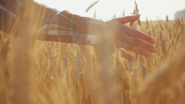 Close Van Hand Van Vrouw Die Door Het Tarweveld Loopt — Stockvideo