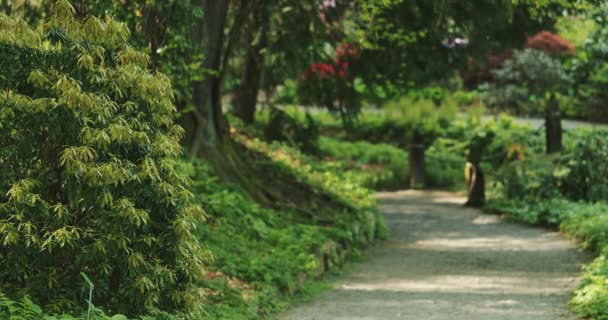 公園の美しい遊歩道 スローモーション Dci解像度で撮影 樹木園で美しい春の花を咲かせる映画撮影 完璧な自然背景 — ストック動画