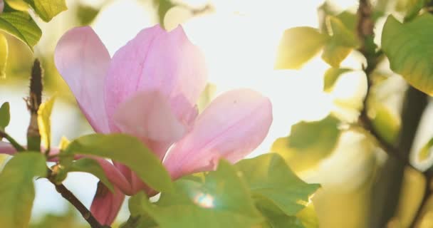 木兰属植物开花 缓慢的运动 Lens Flare 用4K Dci分辨率拍摄 在植物园里盛开美丽的春花的电影拍摄 完美的自然背景 — 图库视频影像