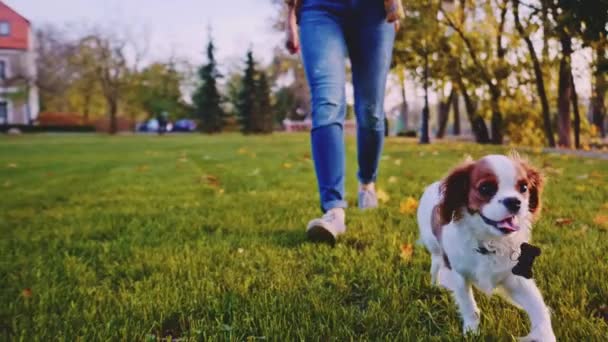 Κουτάβι Που Περπατάει Γυναίκα Στο Πάρκο Αργή Κίνηση Ακινητοποιημένη Δυναμικη — Αρχείο Βίντεο