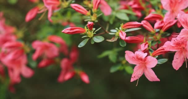 Detailní Záběr Růžových Květů Rododendronu Zpomal Motion Natočeno Rozlišení Dci — Stock video