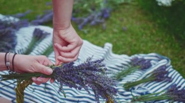 Lavanta Çelengi Yapan Kadın. Yavaş bir hareket yap. Tanınmayan kadın çiçekçi elleri saf lavanta çiçekleriyle süsleme yapıyor. Provence Fransız bahçesinde huzurlu bir gecenin tadını çıkaran bir kız..