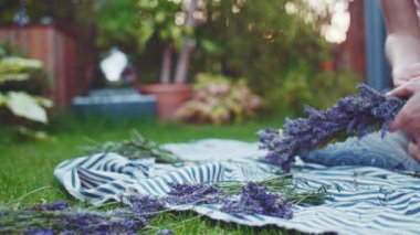 Lavanta Çelengi Yapan Kadın. Yavaş bir hareket yap. Tanınmayan kadın çiçekçi elleri saf lavanta çiçekleriyle süsleme yapıyor. Provence Fransız bahçesinde huzurlu bir gecenin tadını çıkaran bir kız..