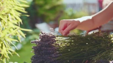 Lavanta Buketi Yapan Kadın. Yavaş bir hareket yap. Tanınmayan kadın çiçekçi elleri saf lavanta çiçekleriyle süsleme yapıyor. Provence Fransız bahçesinde huzurlu bir gecenin tadını çıkaran bir kız..