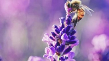 Arı, sonsuz lavanta tarlasında bal topluyor. Yavaş hareket et, yaklaş biraz. Valensole platosunda Lavanta sezonu, Provence, Güney Fransa, Avrupa. Sakin Sinema Doğası Arkaplanı. Lens Fişeği