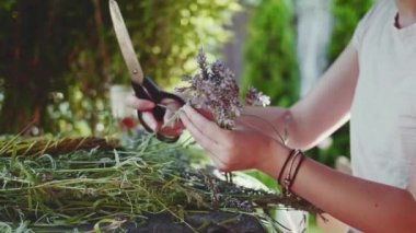 Lavanta Buketi Yapan Kadın. Yavaş bir hareket yap. Tanınmayan kadın çiçekçi elleri saf lavanta çiçekleriyle süsleme yapıyor. Provence Fransız bahçesinde huzurlu bir gecenin tadını çıkaran bir kız..