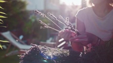Lavanta Buketi Yapan Kadın. Yavaş bir hareket yap. Tanınmayan kadın çiçekçi elleri saf lavanta çiçekleriyle süsleme yapıyor. Provence Fransız bahçesinde huzurlu bir gecenin tadını çıkaran bir kız..