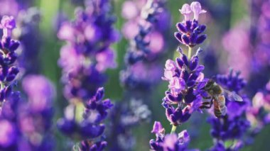 Arı, sonsuz lavanta tarlasında bal topluyor. Yavaş hareket et, yaklaş biraz. Valensole platosunda Lavanta sezonu, Provence, Güney Fransa, Avrupa. Sakin Sinema Doğası Arkaplanı. Lens Fişeği