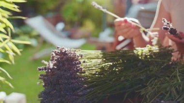 Lavanta Buketi Yapan Kadın. Yavaş bir hareket yap. Tanınmayan kadın çiçekçi elleri saf lavanta çiçekleriyle süsleme yapıyor. Provence Fransız bahçesinde huzurlu bir gecenin tadını çıkaran bir kız..