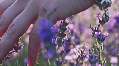 Lavanta tarlasında koşan bir kadının yakın çekimi. Dengeli atış. Yavaş hareket. 120 fp. Mor lavanta çiçeklerine dokunan bir kız eli. Valensole Platosu, Provence, Güney Fransa, Avrupa