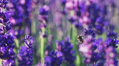 Arı, sonsuz lavanta tarlasında bal topluyor. Yavaş hareket et, yaklaş biraz. Valensole platosunda Lavanta sezonu, Provence, Güney Fransa, Avrupa. Sakin Sinema Doğası Arkaplanı. Lens Fişeği