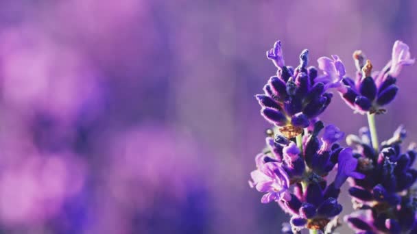 Пчела Собирает Мед Бесконечном Лавандовом Поле Медленное Движение Закрываемся Lavender — стоковое видео