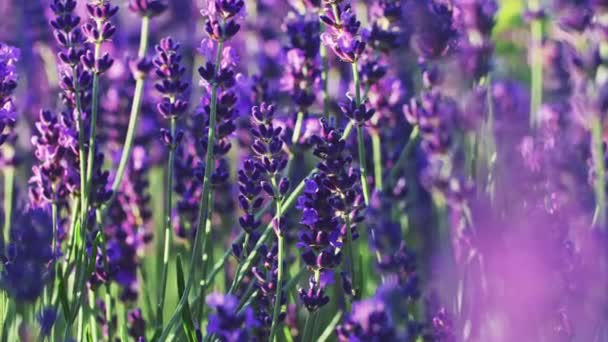 Bienen Sammeln Honig Endlosen Lavendelfeldern Slow Motion Close Lavendelsaison Auf — Stockvideo