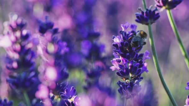 Пчела Собирает Мед Бесконечном Лавандовом Поле Медленное Движение Закрываемся Lavender — стоковое видео