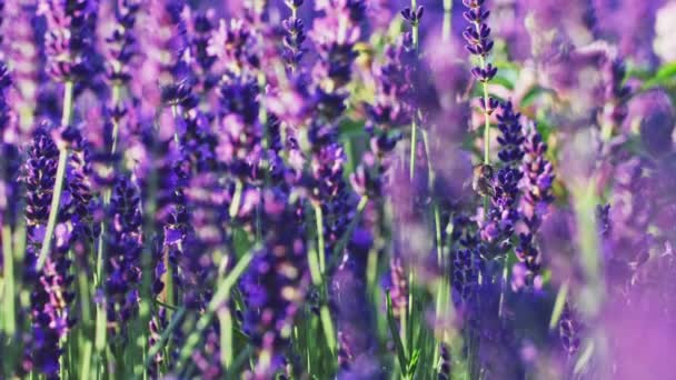 Bienen Sammeln Honig Endlosen Lavendelfeldern Slow Motion Close Lavendelsaison Auf — Stockvideo