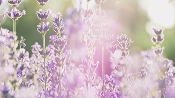 Sonnenuntergang Sonne Die Durch Wunderschöne Blühende Lavendelblüten Scheint Slow Motion — Stockvideo