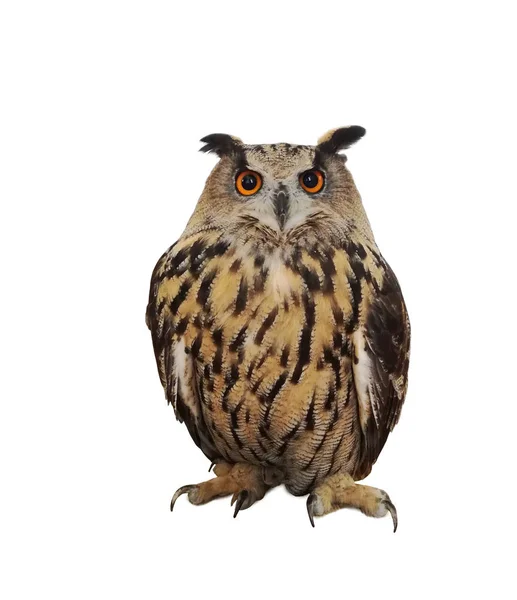 Big Owl Isolated White Background — Stock Photo, Image