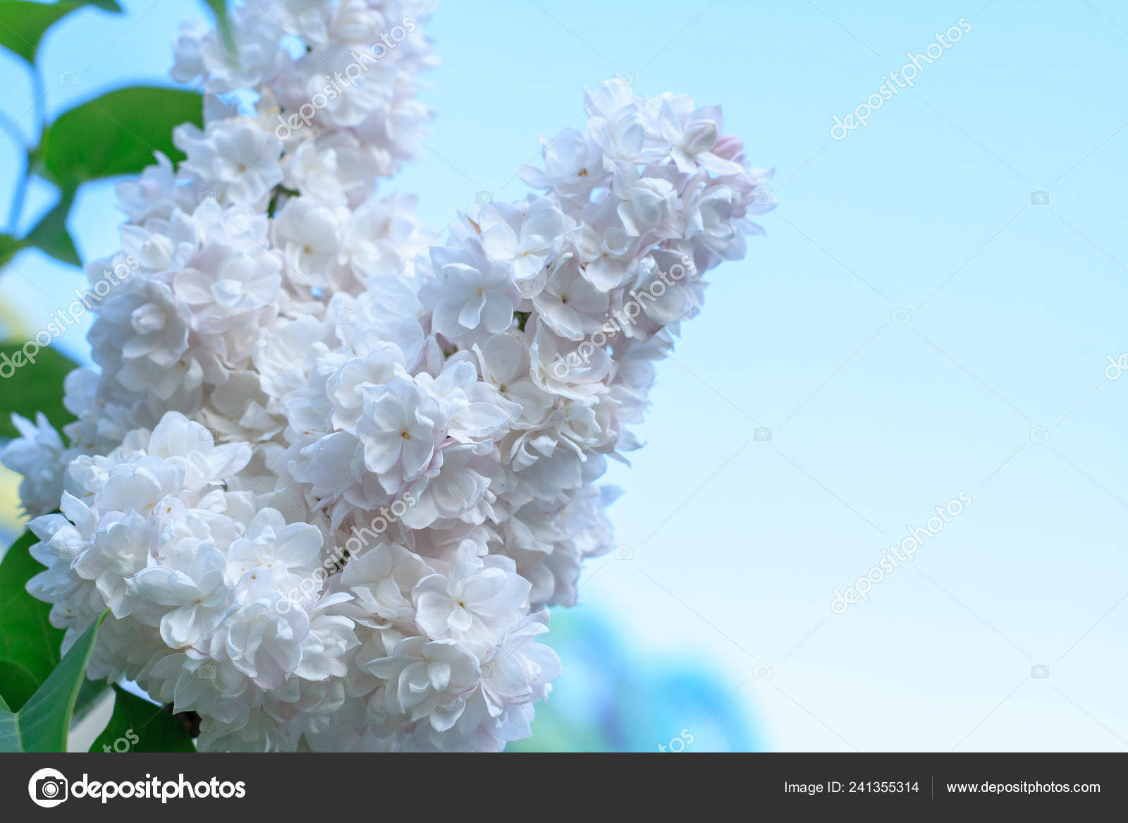 Lilas flores blancas fotos de stock, imágenes de Lilas flores blancas sin  royalties | Depositphotos