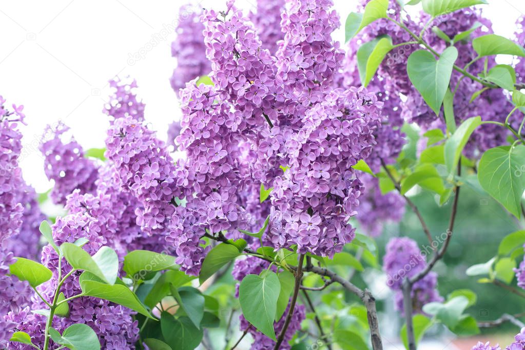 Bunch of violet lilac flower 