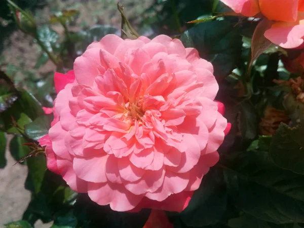 Pembe bahçe açık havada yakın gül