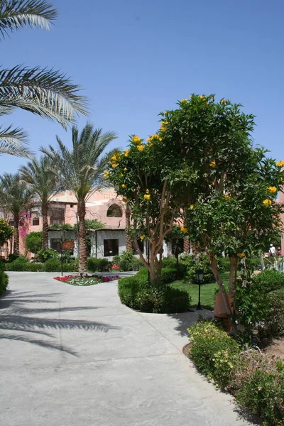 Modern Egypt hotel territory with palm trees and buildings