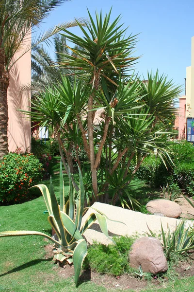 Dragon Tree Egypt Park — Stock Photo, Image