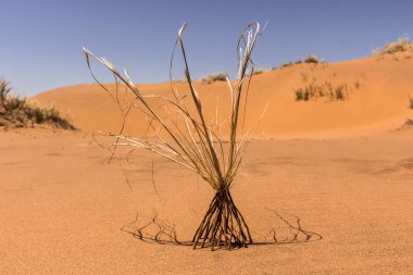 Çölde köklü bitkilerin yakalanması