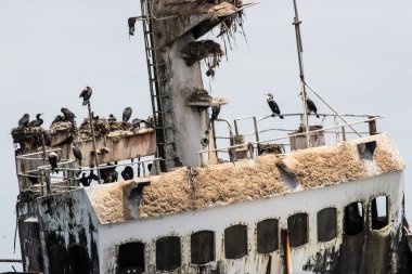 Cormoran kuşlarının yakalanması bir gemi enkazını ele geçirdi.