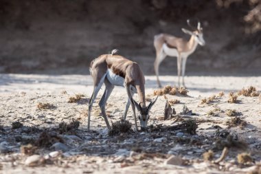 Çamurlukların doğal ortamlarında yakalanması