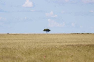 Manzaranın dışında bir Lonley ağacının görüntüsü