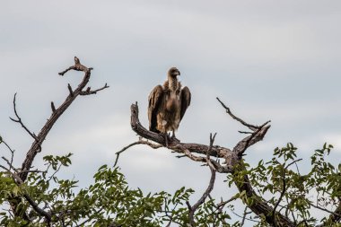 Bir dalda duran akbabayı yakalamak