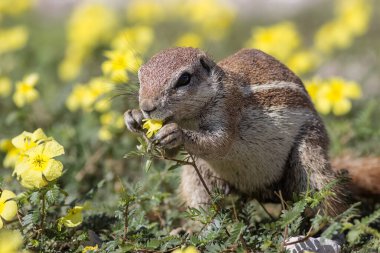 Yakından yiyen şirin bir sincabın başlığı.