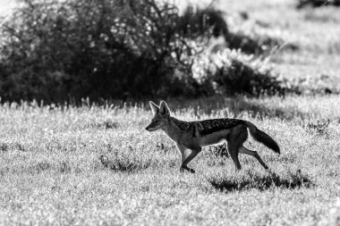 Gıda için öngörü besleyen Çakal CAPTION
