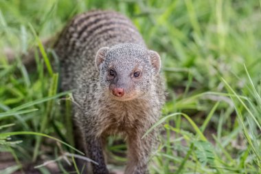 capture of mongoose in the grass portrait clipart