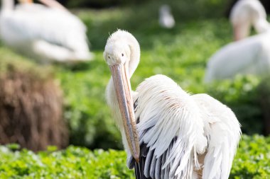 Beyaz pelikanın yağlı tüylerini yakalayın