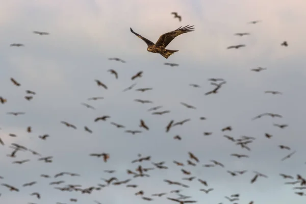 Capture Kite Birds Sky Sunset — Stock Photo, Image