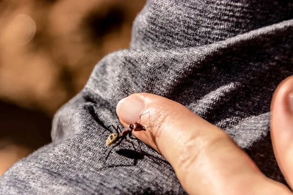 Gevangenneming Van Een Mier Die Het Punt Staat Vinger Bijten — Stockfoto