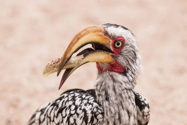 Captura Hornbill Retrato Comiendo Bocadillo — Foto de Stock