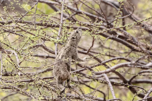 Captura Rocha Hyrax Comer Uma Árvore — Fotografia de Stock